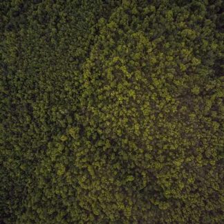 Mediocre Copper Watch