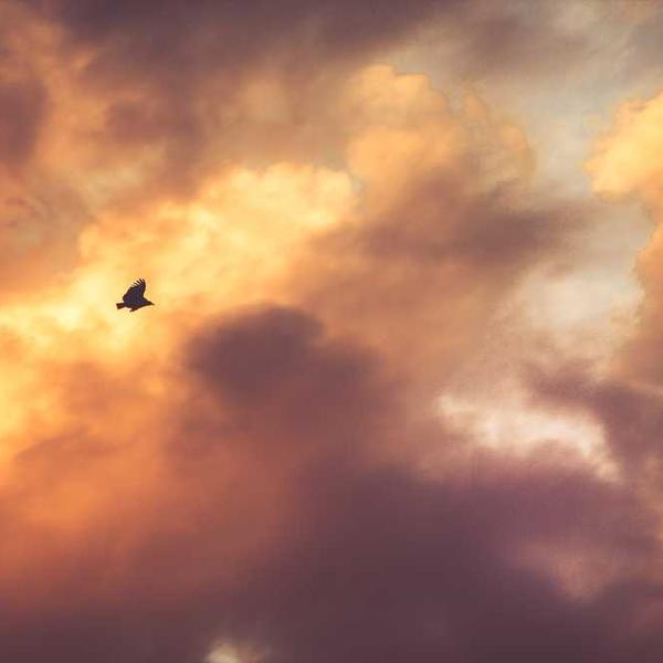 Synergistic Plastic Pants