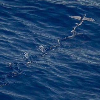 Fantastic Copper Watch