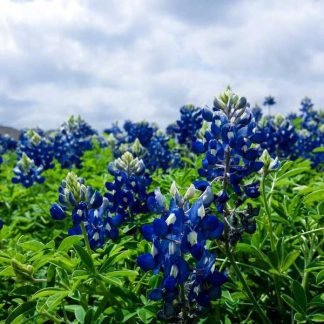 Ergonomic Copper Knife